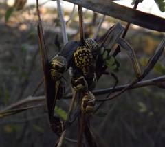 Orsilochides scurrilis