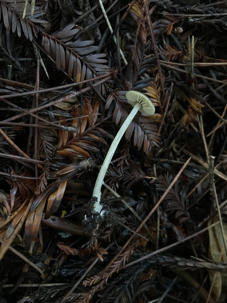 Entoloma cetratum