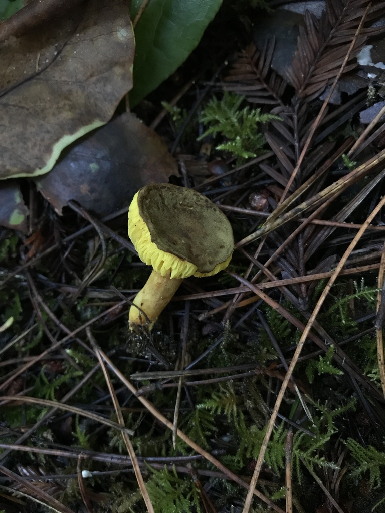 Phylloporus arenicola · January 2026 · photo: © paganka (iNaturalist, cc-by-nc)