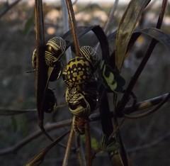 Orsilochides scurrilis