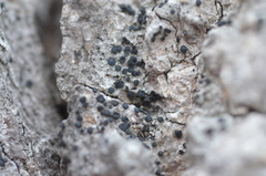 Cresponea chloroconia