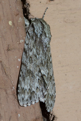 Acronicta longa
