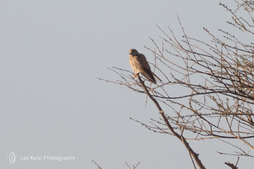 Eurasian Kestrel