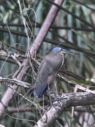 Bare-throated Tiger Heron (Tigrisoma mexicanum), photo 7