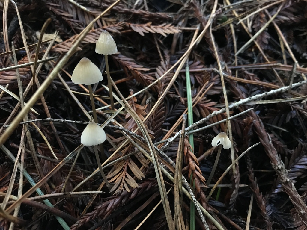 Mycena galopus · January 2026 · photo: © paganka (iNaturalist, cc-by-nc)