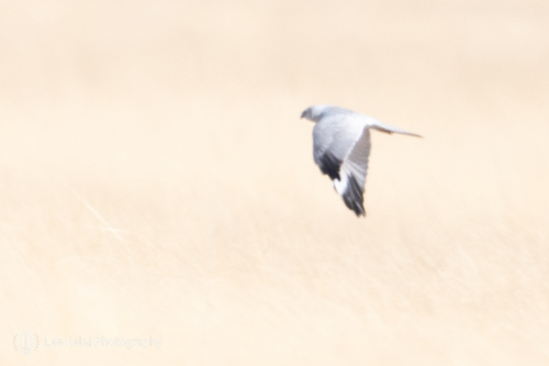 Pallid Harrier