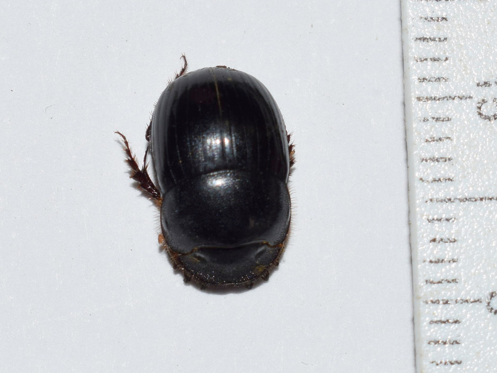 Metacatharsius exiguus