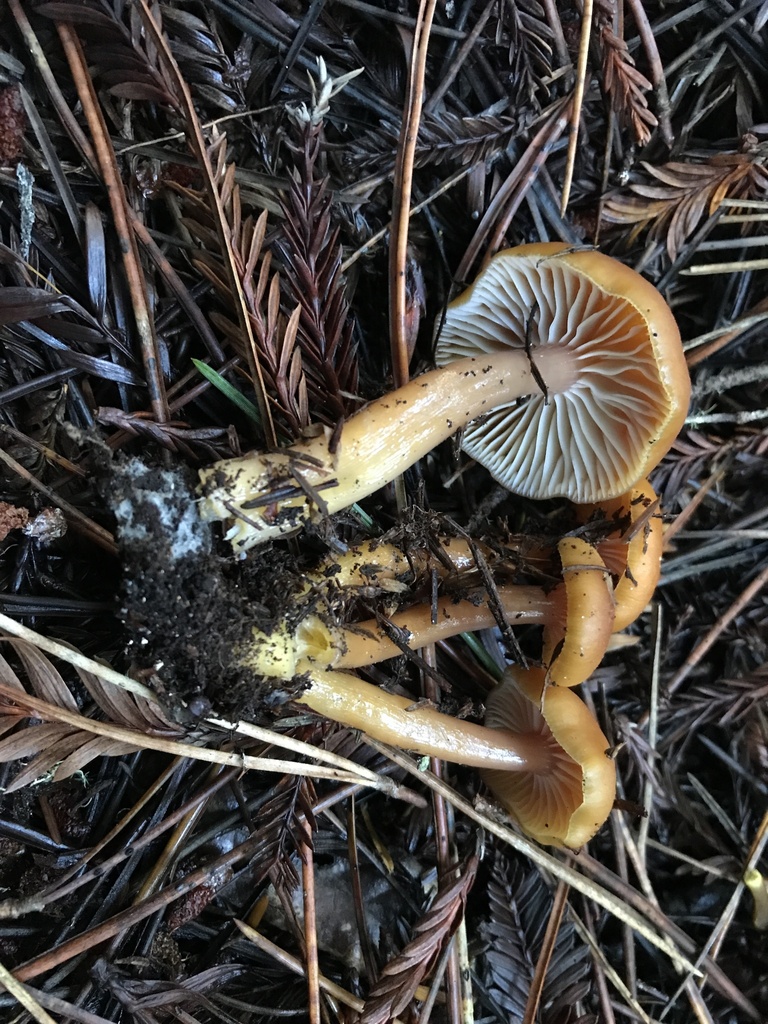 Gliophorus laetus · January 2026 · photo: © paganka (iNaturalist, cc-by-nc)