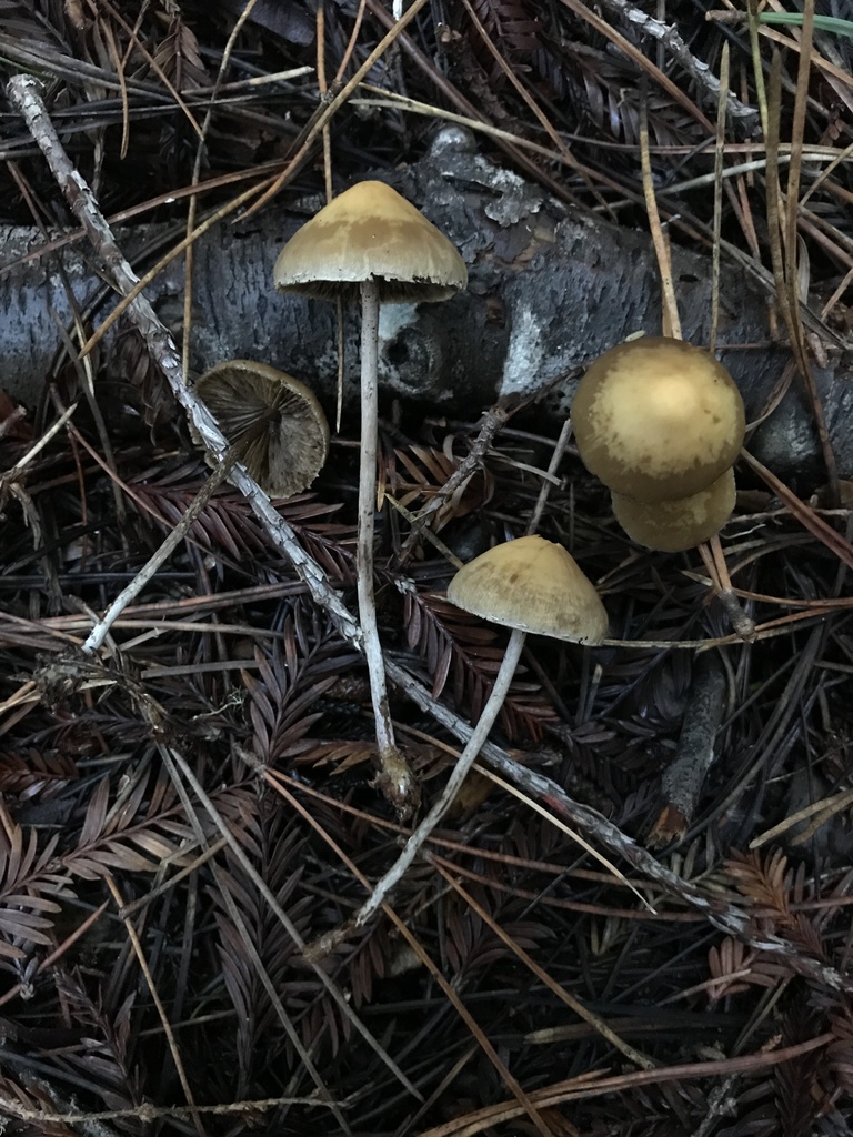 Hypholoma dispersum · January 2026 · photo: © paganka (iNaturalist, cc-by-nc)