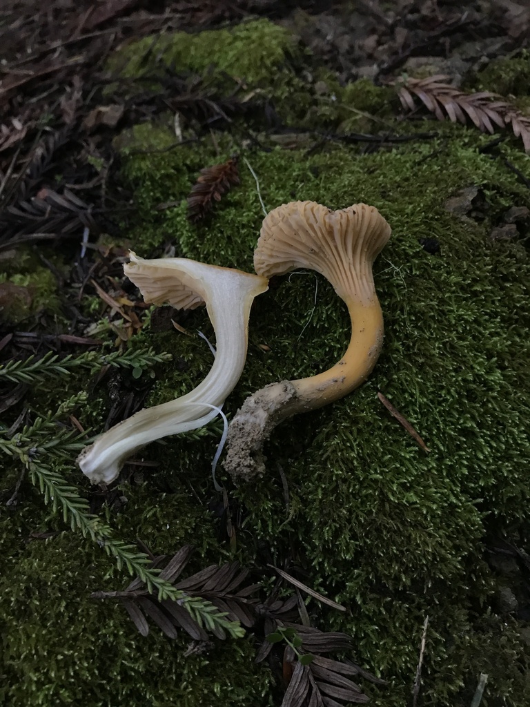 Cantharellus formosus · January 2026 · photo: © paganka (iNaturalist, cc-by-nc)