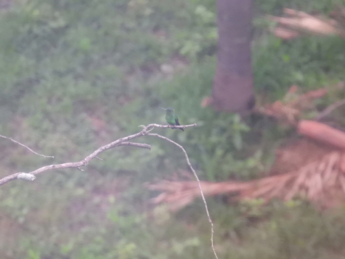 Western Emerald (Chlorostilbon melanorhynchus)