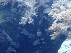 Taeniamia macroptera