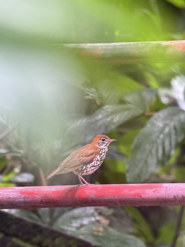 Wood Thrush (Hylocichla mustelina), photo 5
