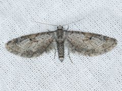 Eupithecia nevadata