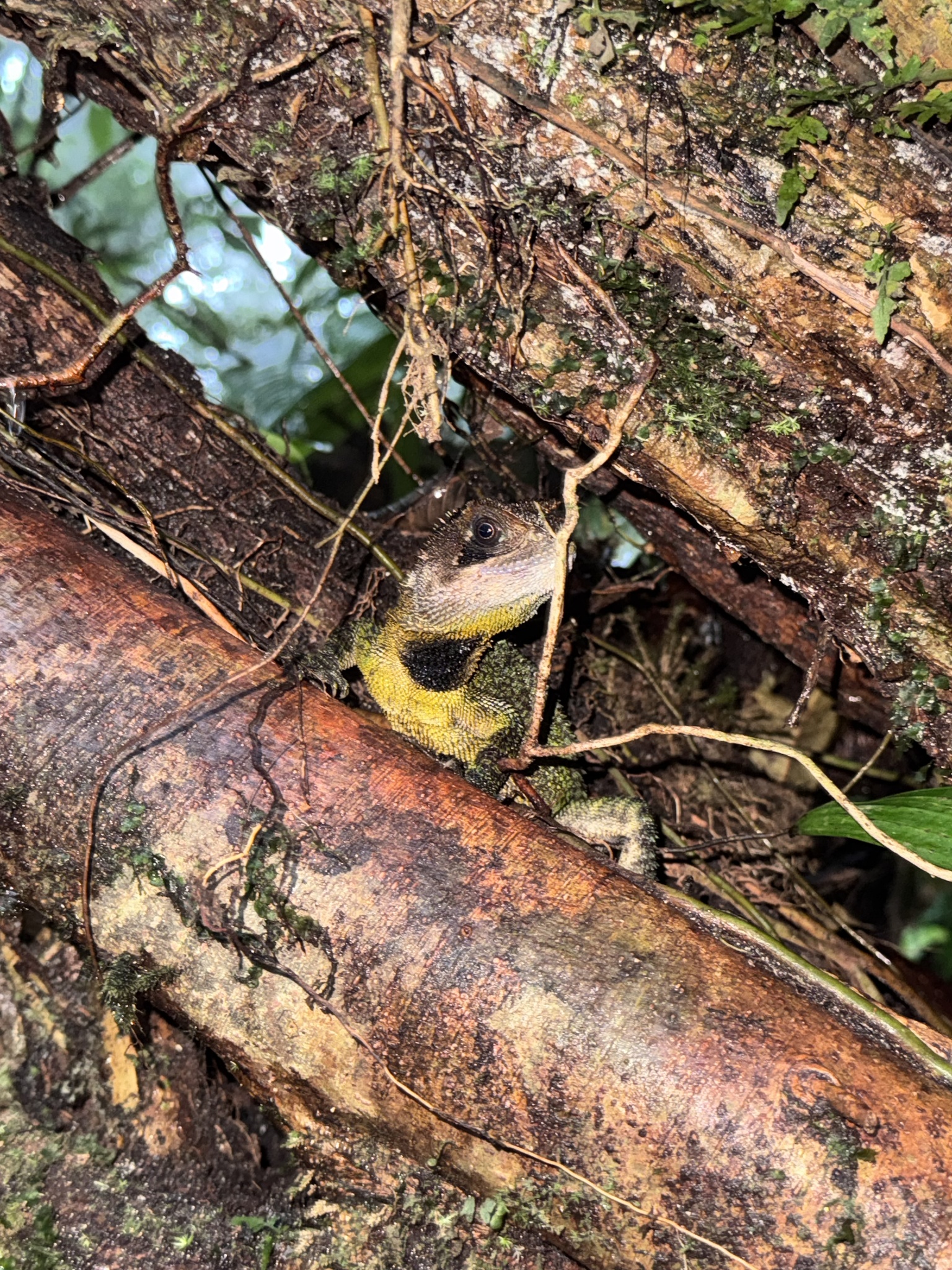 Dickinson's wood lizard, Enyalioides dickinsoni