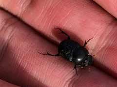 Onthophagus tragus