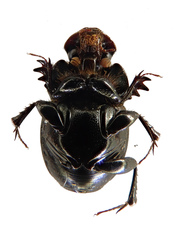 Onthophagus tragus