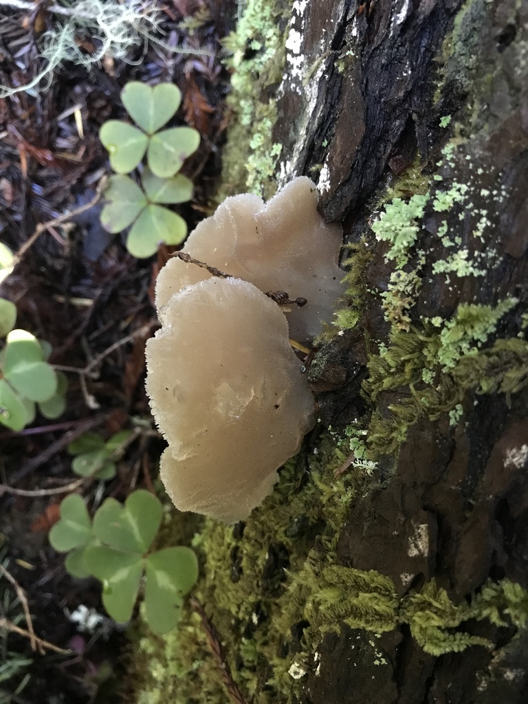 Pseudohydnum gelatinosum · January 2026 · photo: © paganka (iNaturalist, cc-by-nc)