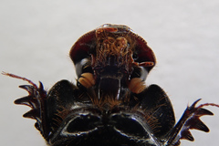 Onthophagus tragus