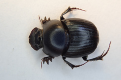 Onthophagus tragus