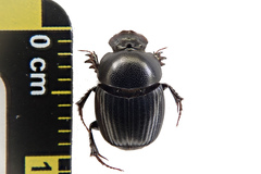Onthophagus tragus