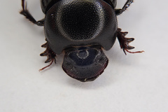 Onthophagus tragus