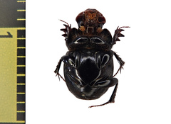 Onthophagus tragus