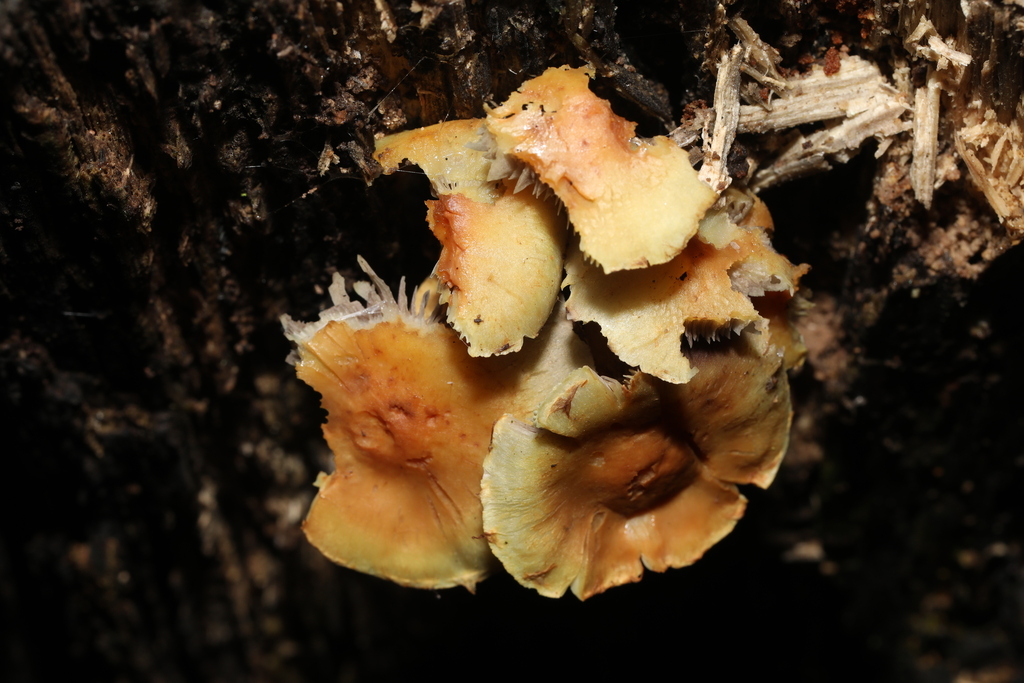Hypholoma fasciculare · January 2026 · photo: © steve_mcwilliam (iNaturalist, cc0)