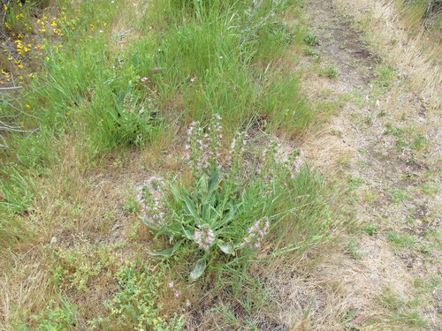 Violet-vein Viper's-bugloss (Echium lusitanicum)