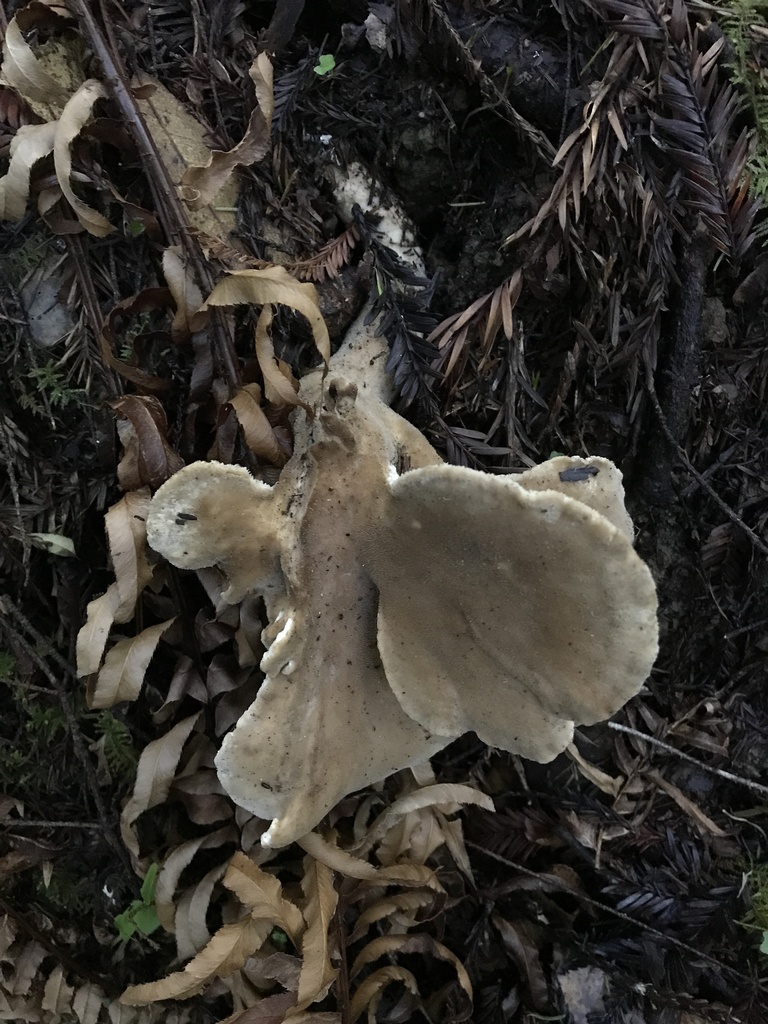 Jahnoporus hirtus · January 2026 · photo: © paganka (iNaturalist, cc-by-nc)