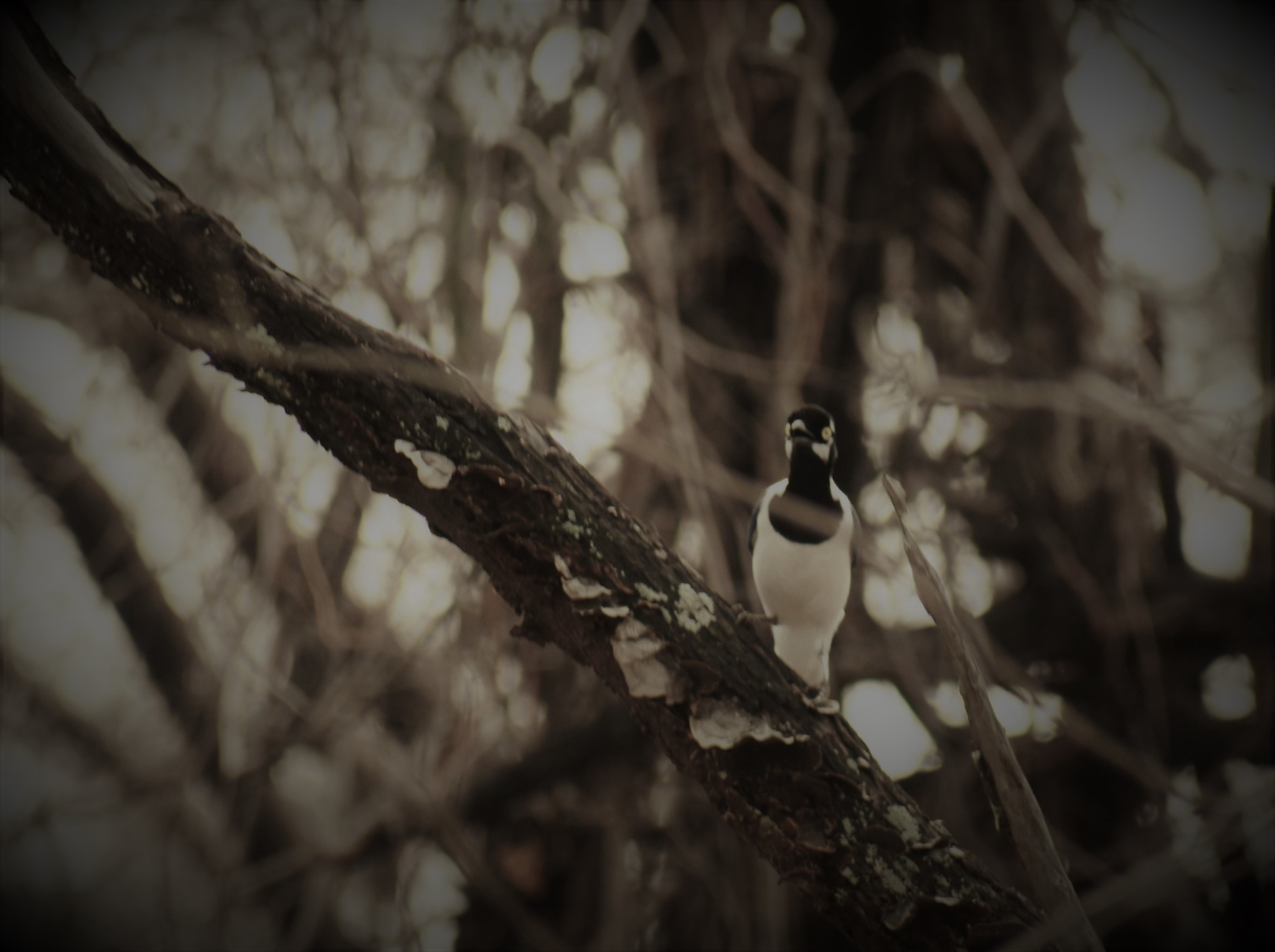 Corvidae image