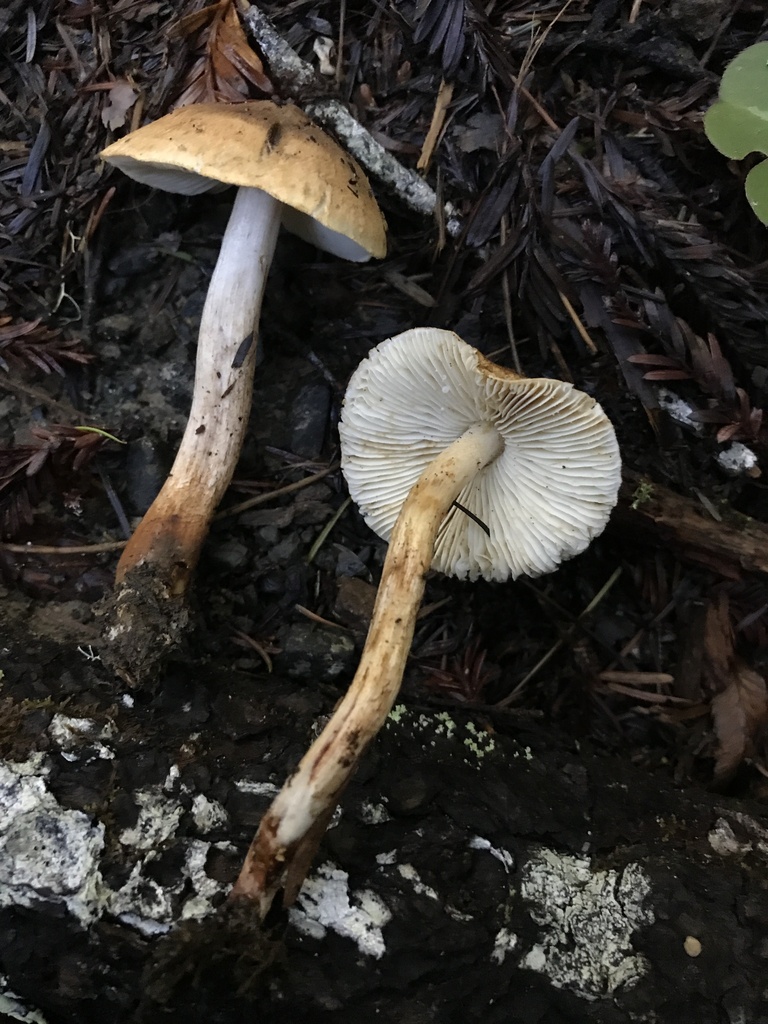 Tricholoma aurantio-olivaceum