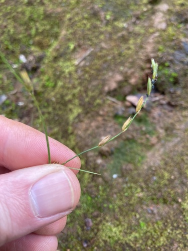 Juncus bufonius observed 2026-01-07