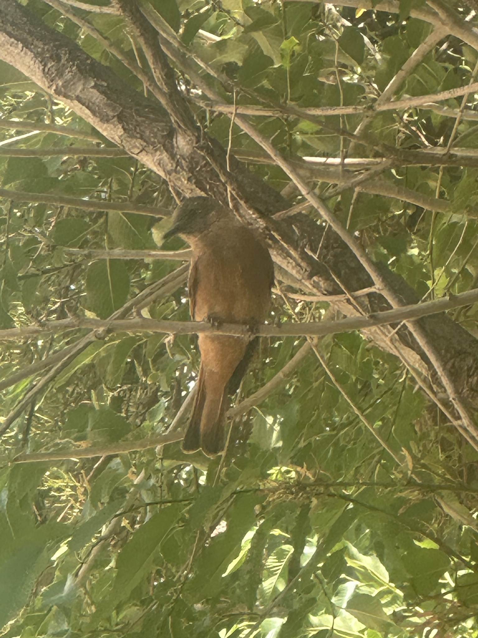 Cliff Flycatcher (Hirundinea ferruginea), photo 2
