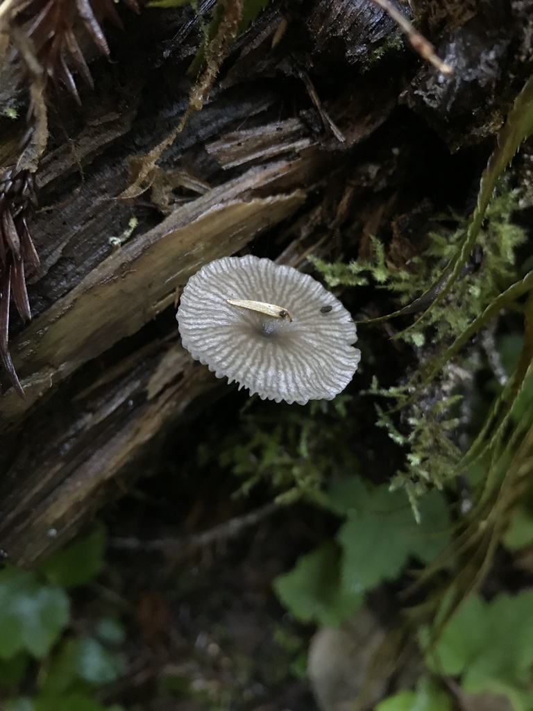 Arrhenia epichysium