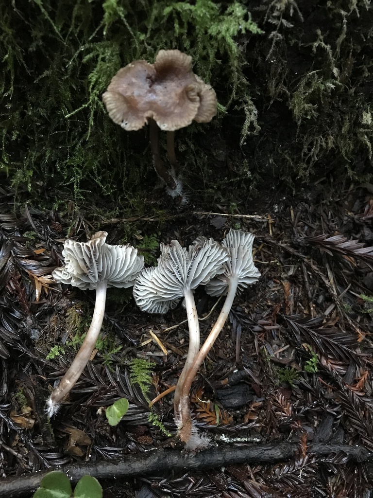 Mycena maculata · January 2026 · photo: © paganka (iNaturalist, cc-by-nc)