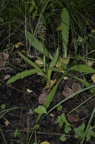 Наблюдение на iNaturalist