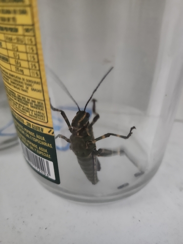 Soldier Grasshopper