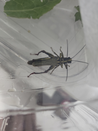 Diponthus crassus