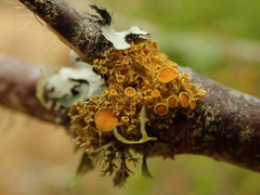 Teloschistes sieberianus