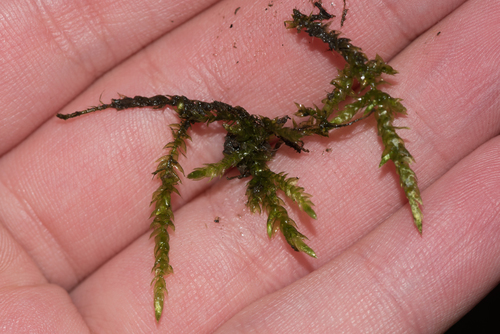 Žalioji trumpė nuotrauka