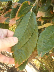 Quercus oblongata