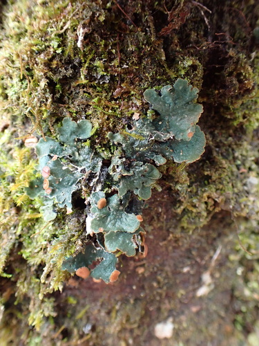 Erioderma tomentosum, 2026-01-07