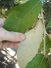 Quercus oblongata