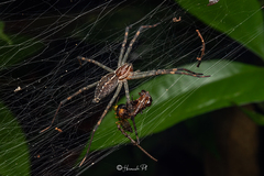 Aglaoctenus castaneus