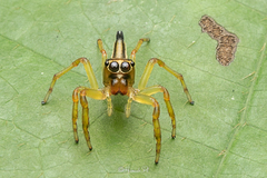 Amycini