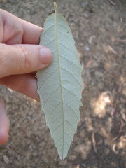 Quercus oblongata