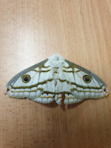 Marno's Marbled Emperor