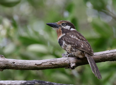 Hypnelus ruficollis