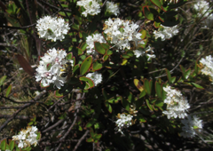 Veronica decumbens